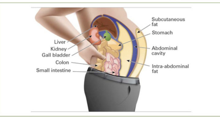 What is the function of body fat?